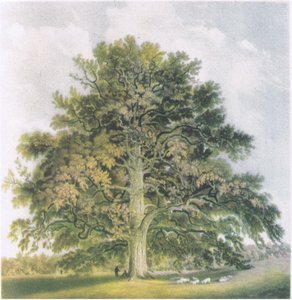 Pollard Willows, Nature in Britain utgitt av Collins, 1946 av David Cox