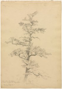 Pine Tree, Conway, New Hampshire recto, Landscape and Tree Studies verso, ca. 1851. av David Johnson