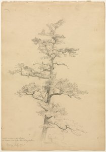 Pine Tree, Conway, New Hampshire recto, ca. 1851.