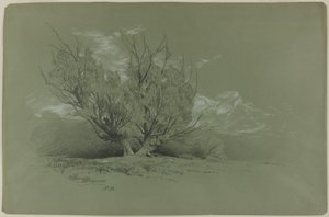 Willow av David Johnson