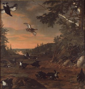 Birkhühner am Boden