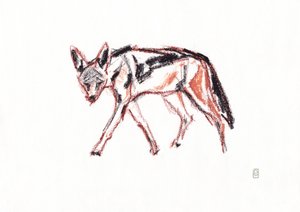 Afrikansk svartrygget sjakal, 2019 (fargestift på papir)