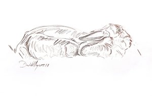 Brun hare liggende, 2012 (kontepastell på papir) av David Mayer