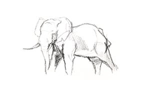 Bull Elephant, 2021 (fargestift på papir) av David Mayer