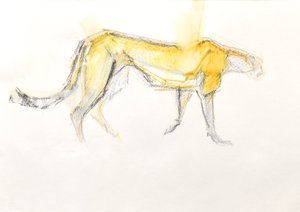 Cheetah, 2020 (fargestift på papir)