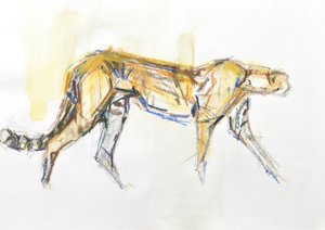 Cheetah, 2020 (fargestift og akvarell på papir)