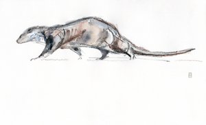 Otter running, 2022 (akvarell/fargestift på papir)