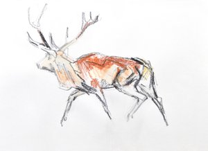 Red Deer Stag, 2020 (akvarell på papir)
