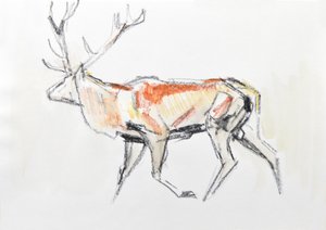 Red Deer Stag, 2020 (akvarell på papir) av David Mayer