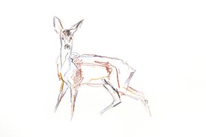 Roe Deer Young, 2021 (fargestift på papir) av David Mayer