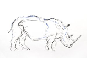 White Rhino, 2021 (fargestift og akvarell på papir) av David Mayer