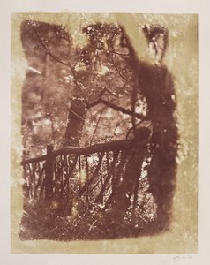 Gjerde og trær i Colinton Wood (saltpapirtrykk fra kalorinegativ) av David Octavius Hill