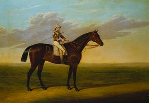 Mr Richard Watts Bay Racehorse "Rockingham" med Sam Darling opp, på en veddeløpsbane