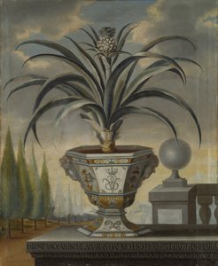 Ananasplante, 1729 av David von Coln