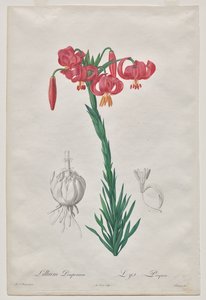 Lillium Pomponium (Turban Lily), tallerken 7 fra Les Liliacées av De Gouy