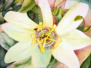 Pasjonsblomst, 2007 (akvarell) av Deborah Eve Alastra