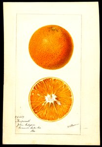 Appelsiner. Citrus sinensis: Nonpareil (akvarell på papir)