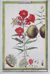 Granatepletre, fra Florindie eller Historie physico-economic des vegetaux de la Torride, 1789 av Delahaye