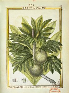 Brødfrukt (Artocarpus altilis), akvarell av Delahaye av Delahaye Delahaye