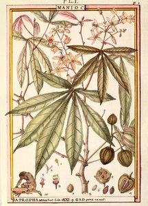 Cassava (Jatropha manihot), av Delahaye, akvarell