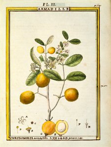 Chrysomelis Armadilla, akvarell av Delahaye av Delahaye Delahaye