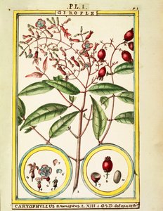 Nellik (Caryophyllus Aromaticus), akvarell av Delahaye