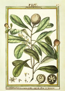 Cryptocarya Aromatica, akvarell av Delahaye av Delahaye Delahaye