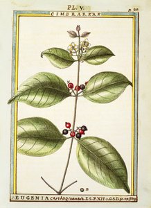 Eugenia Carthage, akvarell av Delahaye av Delahaye Delahaye