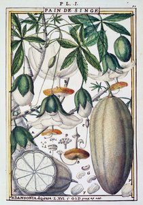 Frukter og blomster av baobabtre (Adansonia digitata) av Delahaye, fra Florindie eller Historie physico-economic des Vegetaux de la Torride