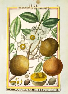 Mammee-eple (Mammea americana), akvarell av Delahaye