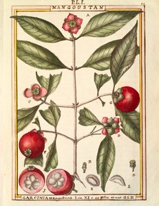 Mangostan (Garcinia mangostana), akvarell av Delahaye