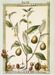 Muskat (Myristica fragrans eller officinalis), akvarell av Delahaye