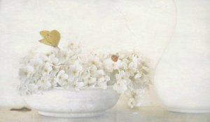 Sommerfugl på hvite blomster av Delphine Devos