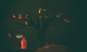 Mørke, stemningsfulle tulipaner