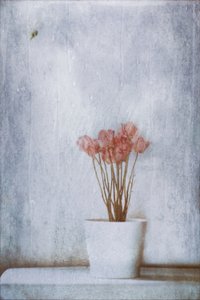 Delikate tørkede blomster av Delphine Devos