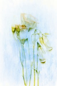 Delikate, visnende blomster av Delphine Devos