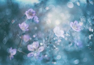 Drømmende bokeh-blomster av Delphine Devos