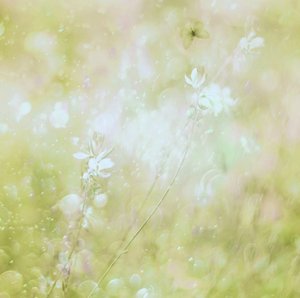 Drømmende pastellblomster av Delphine Devos