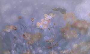 Drømmende pastellblomster av Delphine Devos