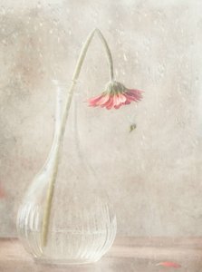 En bleknende rosa blomst av Delphine Devos