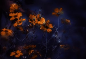Lysende oransje blomster av Delphine Devos