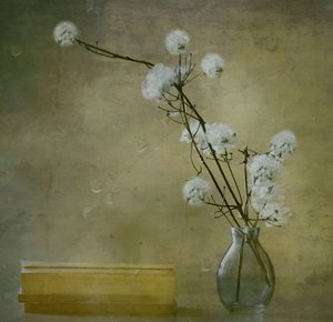 Fredfylte, luftige blomster av Delphine Devos