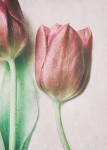 Tulipaner i myke, rosa nyanser av Delphine Devos