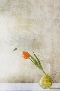  av Delphine Devos