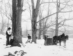 Samler saft i en sukkerleir for lønn i Vermont av Detroit Publishing Co.