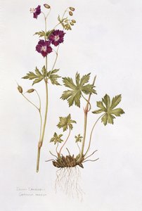 Dusky Cranesbill (wc på papir) av Diana Everett