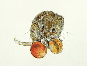 Vole med eikenøtt