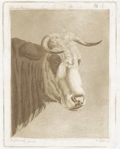 kakekopp