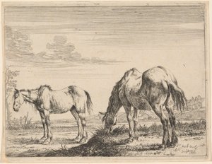 To beitende hester