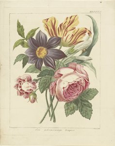 Bukett blomster med peon og tulipan En mystisk bukett (tittel på objekt) av Dirk Sluyter